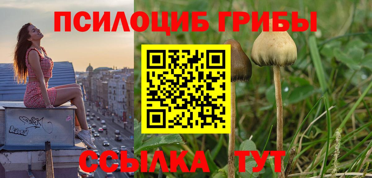 Галлюциногенные грибы GOLDEN TEACHER  Псилоцибиновые грибы GOLDEN TEACHER  Арсеньев  Вход с VPN 